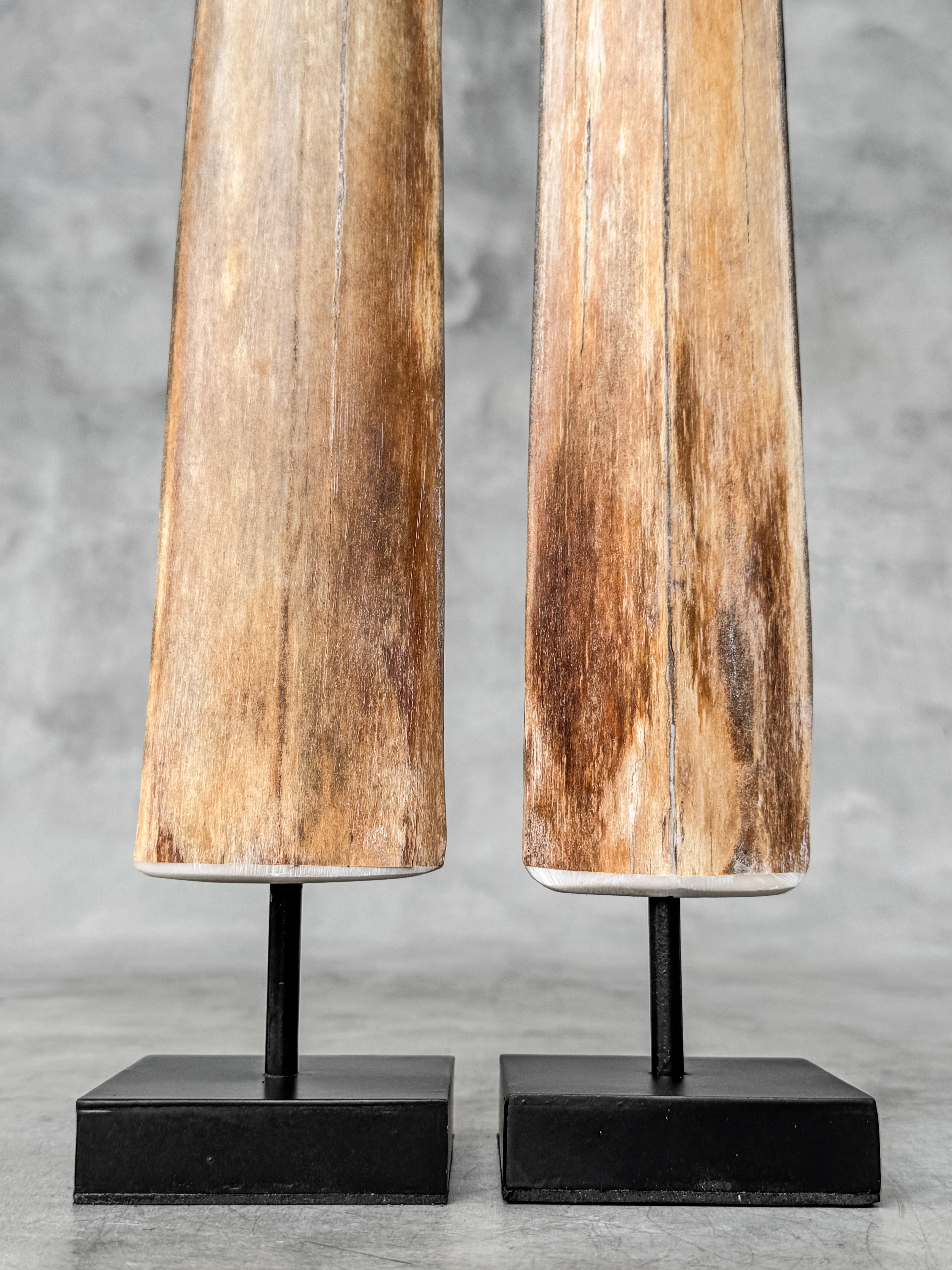 Pair of Natural Tusks on Stand – Bone Sculpture, Tribal Home Decor, Rustic Accent - Tusk,A/046