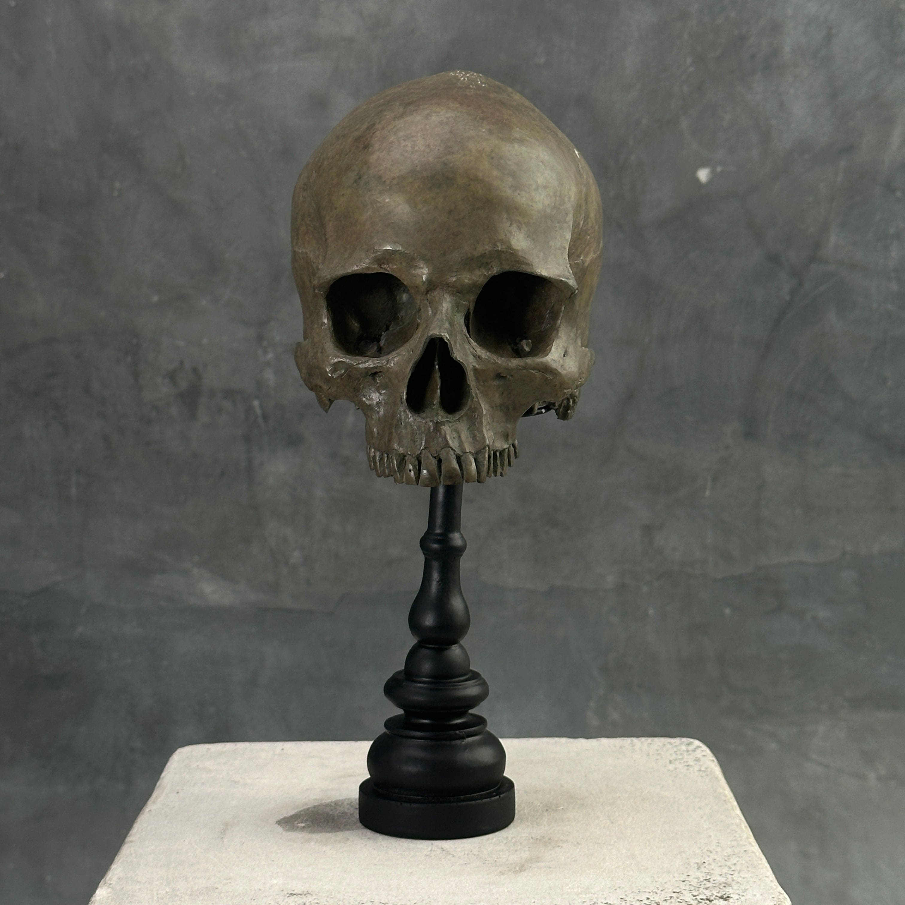 Human Skull No Jaw Brown - RS027