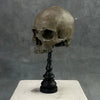 Human Skull No Jaw Brown - RS027