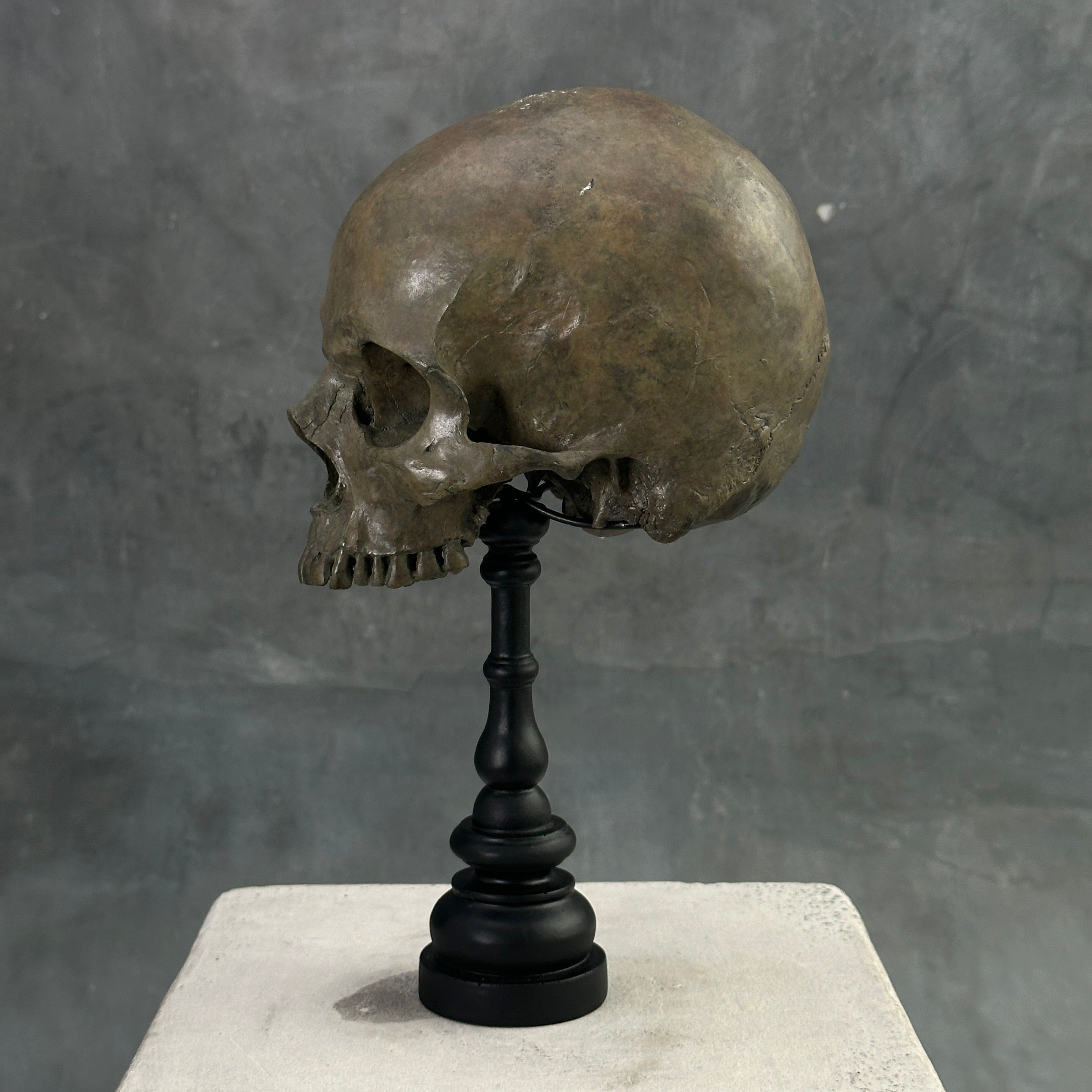 Human Skull No Jaw Brown - RS027