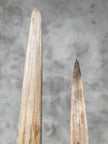 Pair of Natural Tusks on Stand – Bone Sculpture, Tribal Home Decor, Rustic Accent - Tusk,A/046