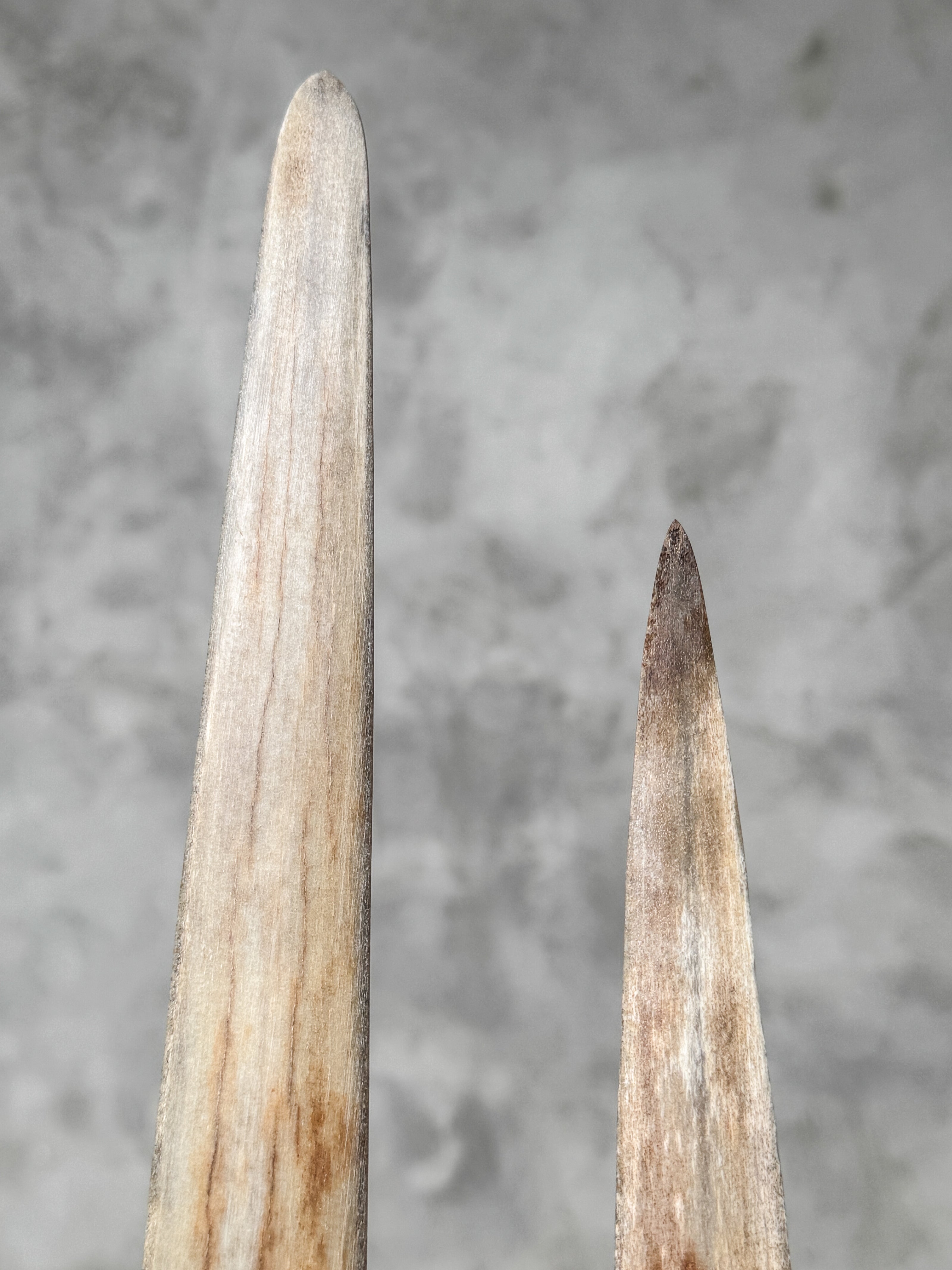 Pair of Natural Tusks on Stand – Bone Sculpture, Tribal Home Decor, Rustic Accent - Tusk,A/046