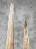 Pair of Natural Tusks on Stand – Bone Sculpture, Tribal Home Decor, Rustic Accent - Tusk,A/046
