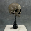 Human Skull No Jaw Brown - RS027