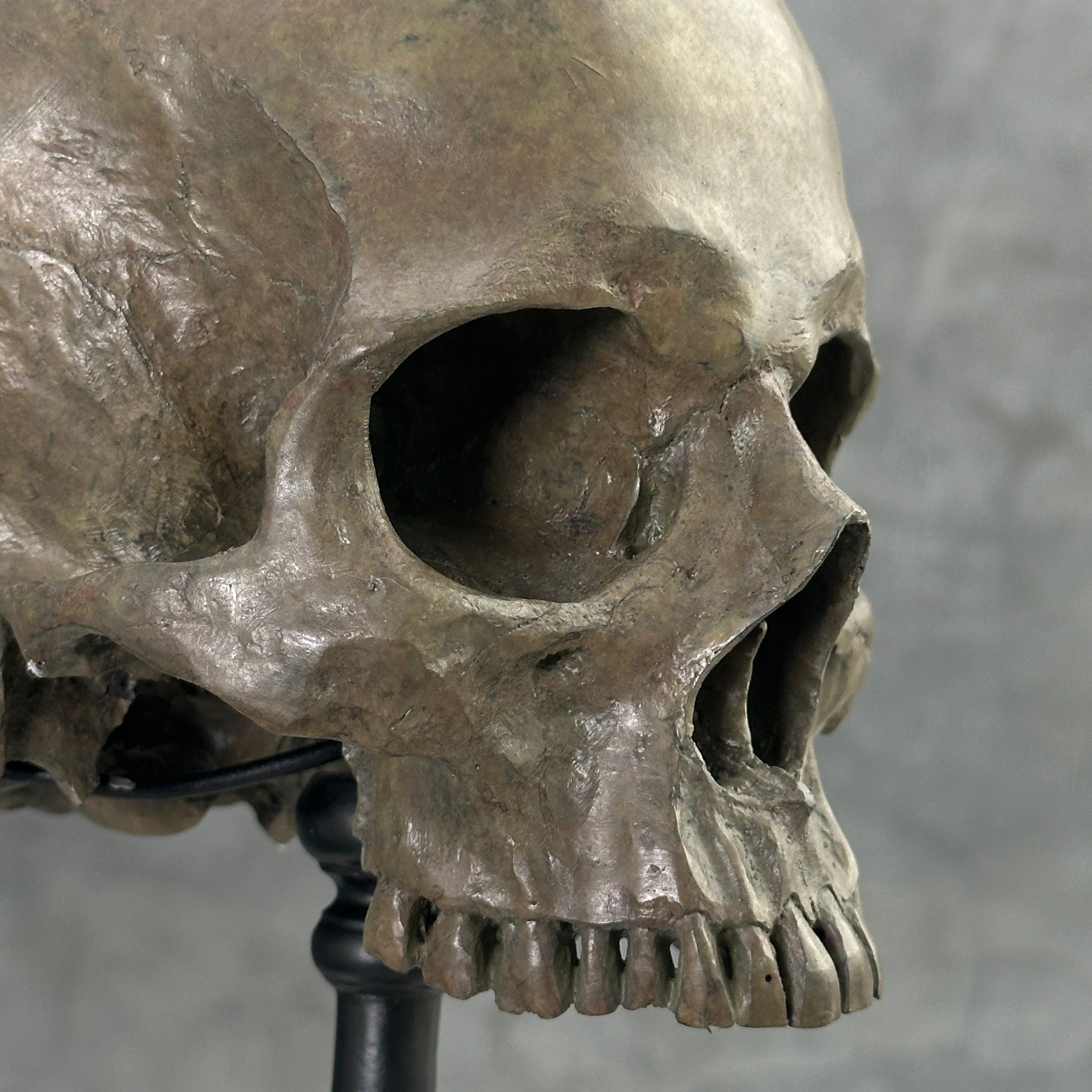 Human Skull No Jaw Brown - RS027