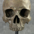 Human Skull No Jaw Brown - RS027