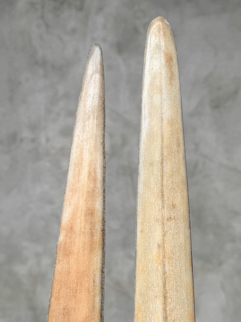 A Pair of Tusks on stand  | Tusk,A/049