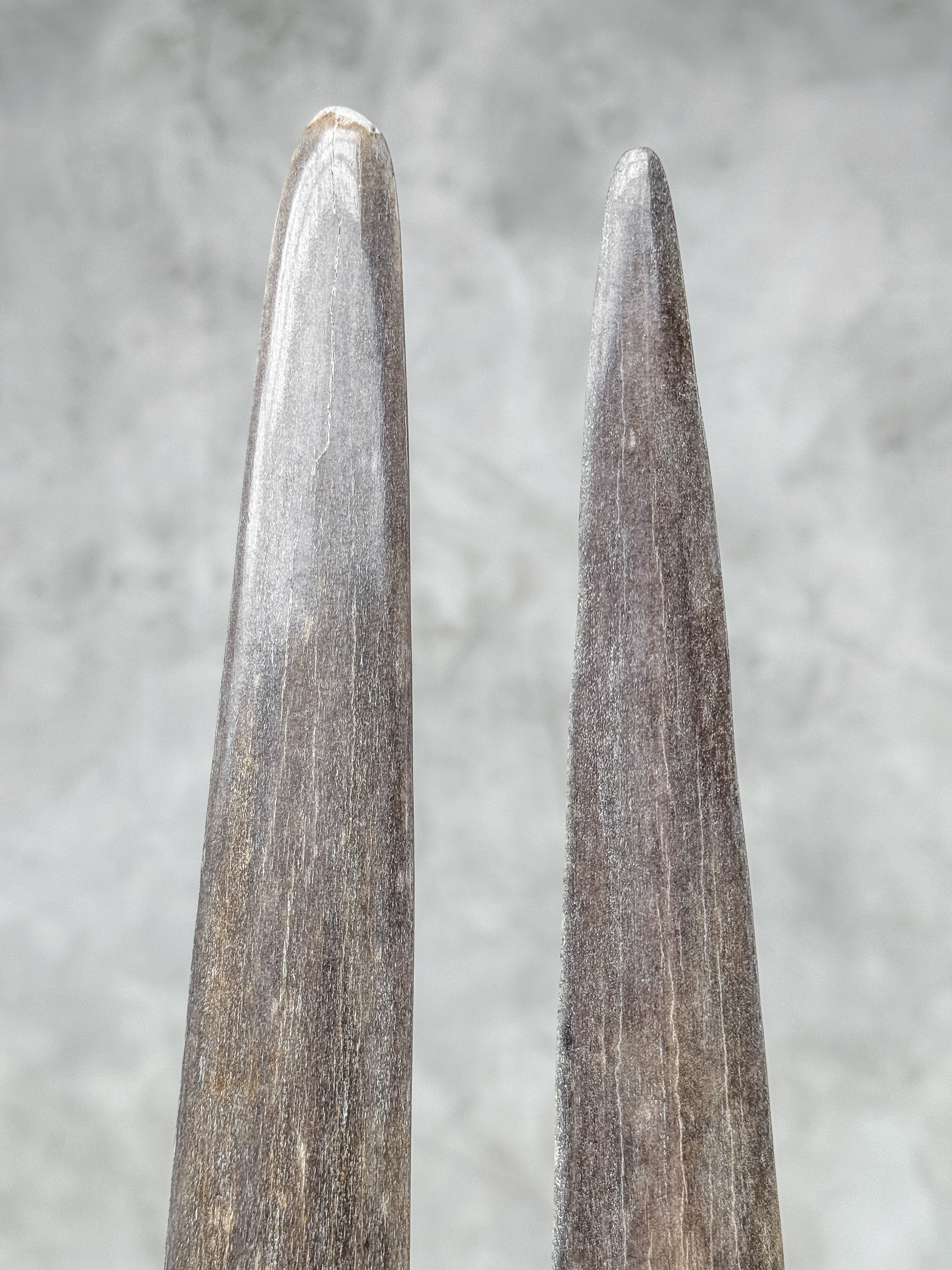 Pair of Natural Tusks on Stand – Rustic Bone Sculpture, Tribal-Inspired Home Decor - Tusk,A/049