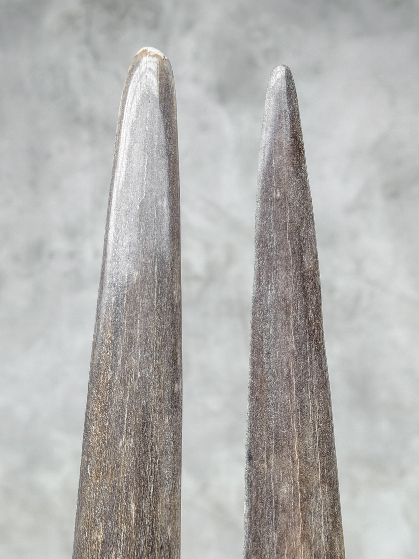 A Pair of Tusks on stand  | Tusk,A/049