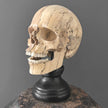 Stunning Hand Carved Wooden Human Skull With a Beautiful Natural Grain - 21/EX/788