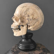 Stunning Hand Carved Wooden Human Skull With a Beautiful Natural Grain - 21/EX/788