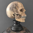 Stunning Hand Carved Wooden Human Skull With a Beautiful Natural Grain - 21/EX/788