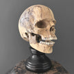 Stunning Hand Carved Wooden Human Skull With a Beautiful Natural Grain - 21/EX/788