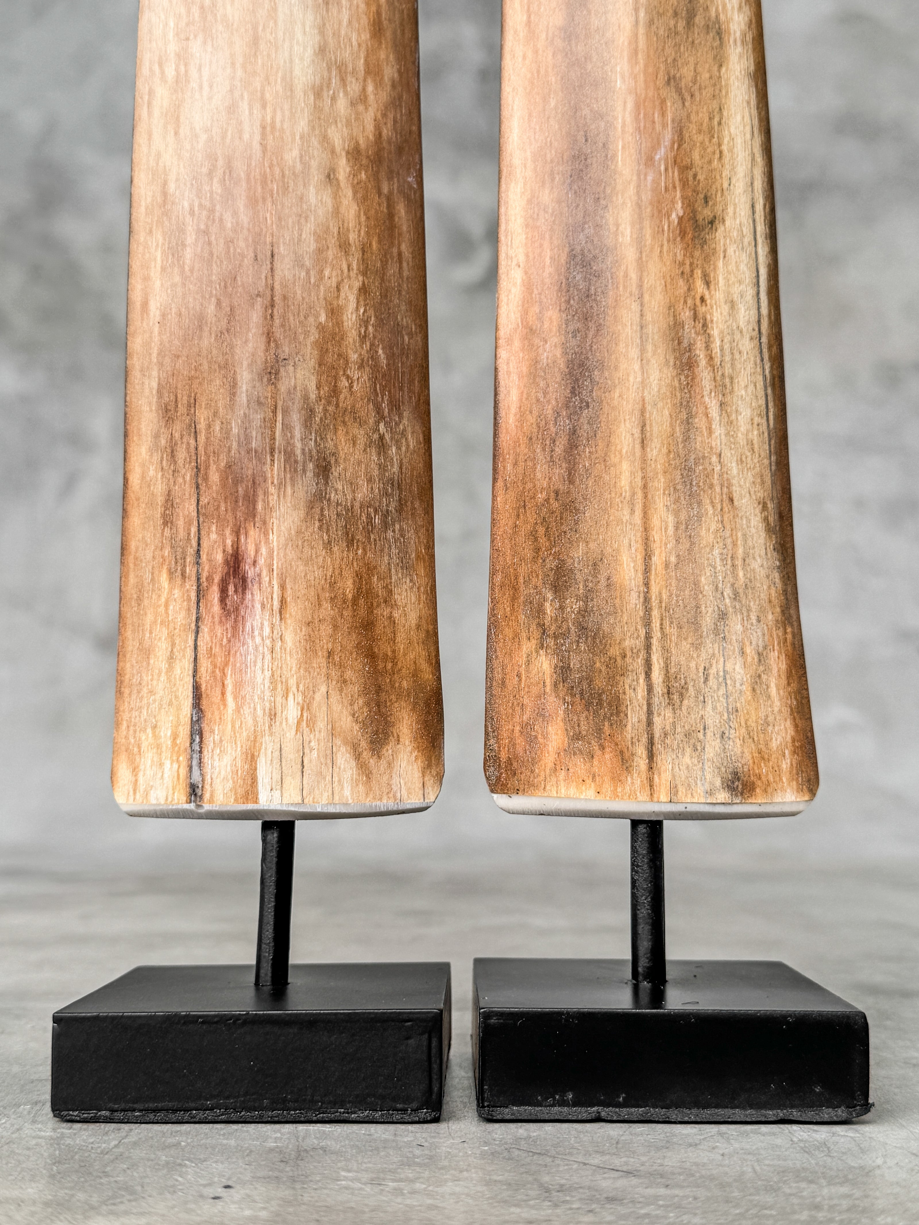 air of Natural Tusks on Stand – Rustic Tribal Decor, Bone Sculpture - Tusk,A/045