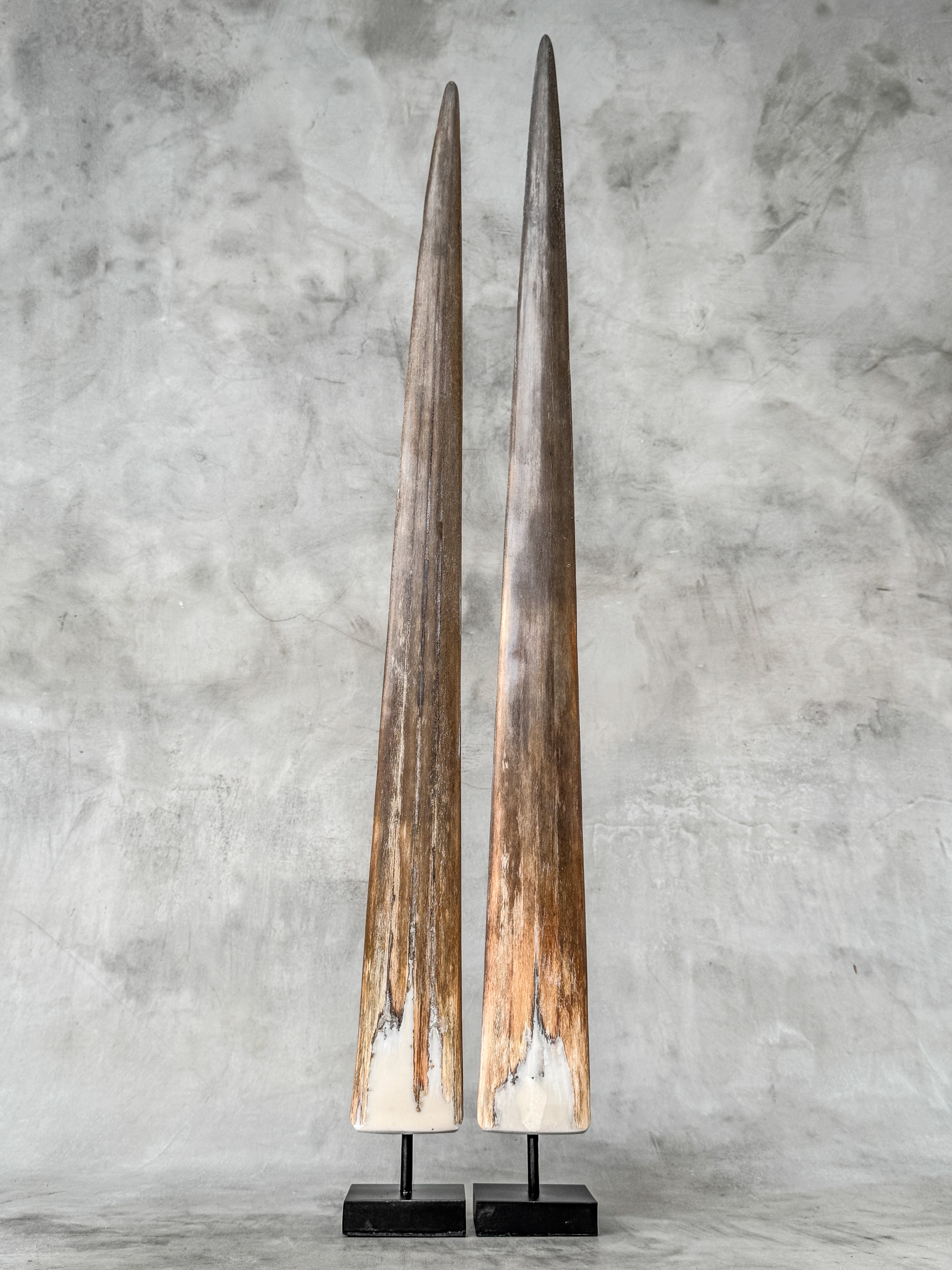 air of Natural Tusks on Stand – Rustic Tribal Decor, Bone Sculpture - Tusk,A/045