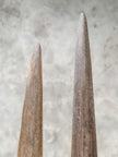 air of Natural Tusks on Stand – Rustic Tribal Decor, Bone Sculpture - Tusk,A/045