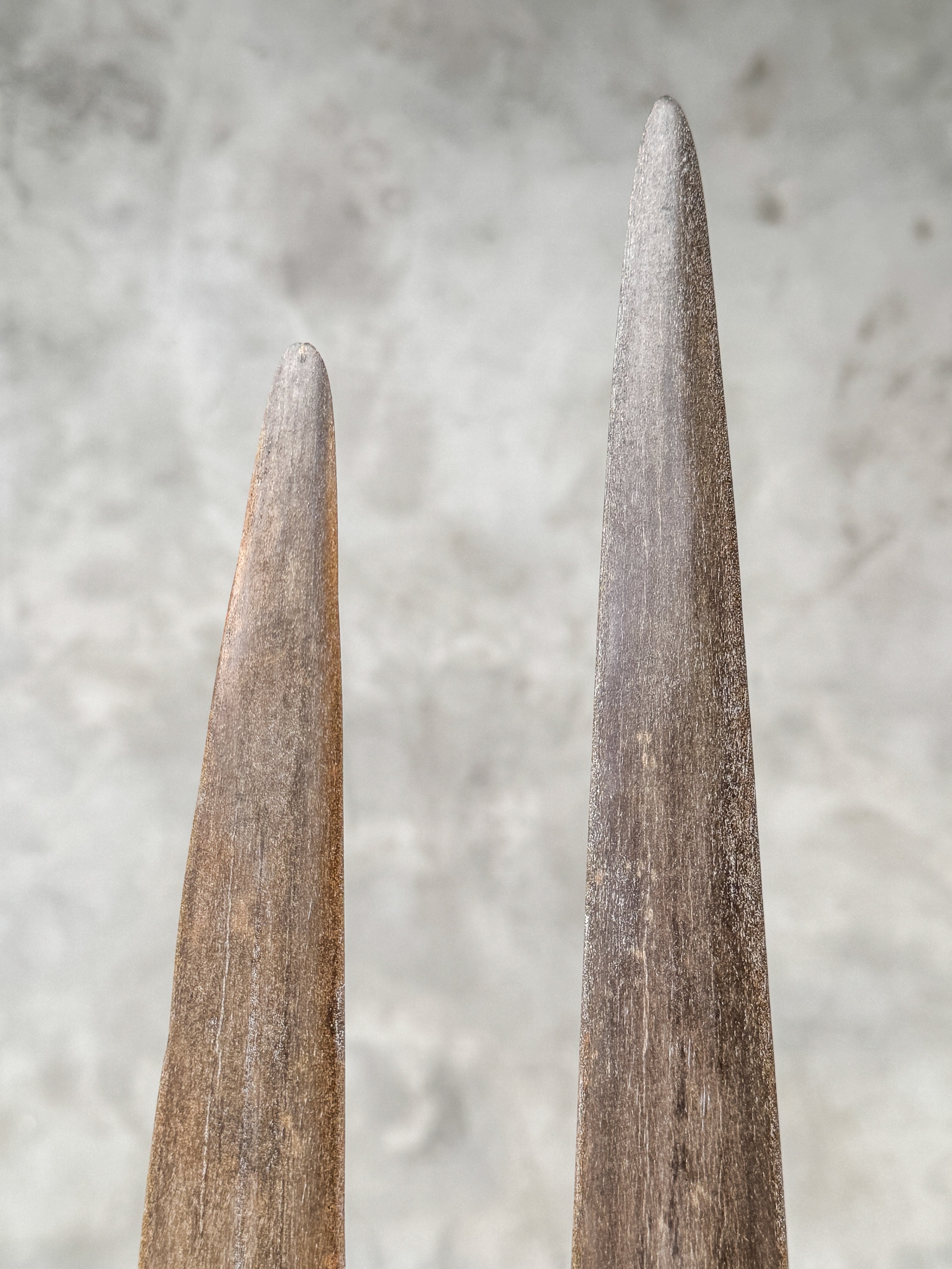 air of Natural Tusks on Stand – Rustic Tribal Decor, Bone Sculpture - Tusk,A/045