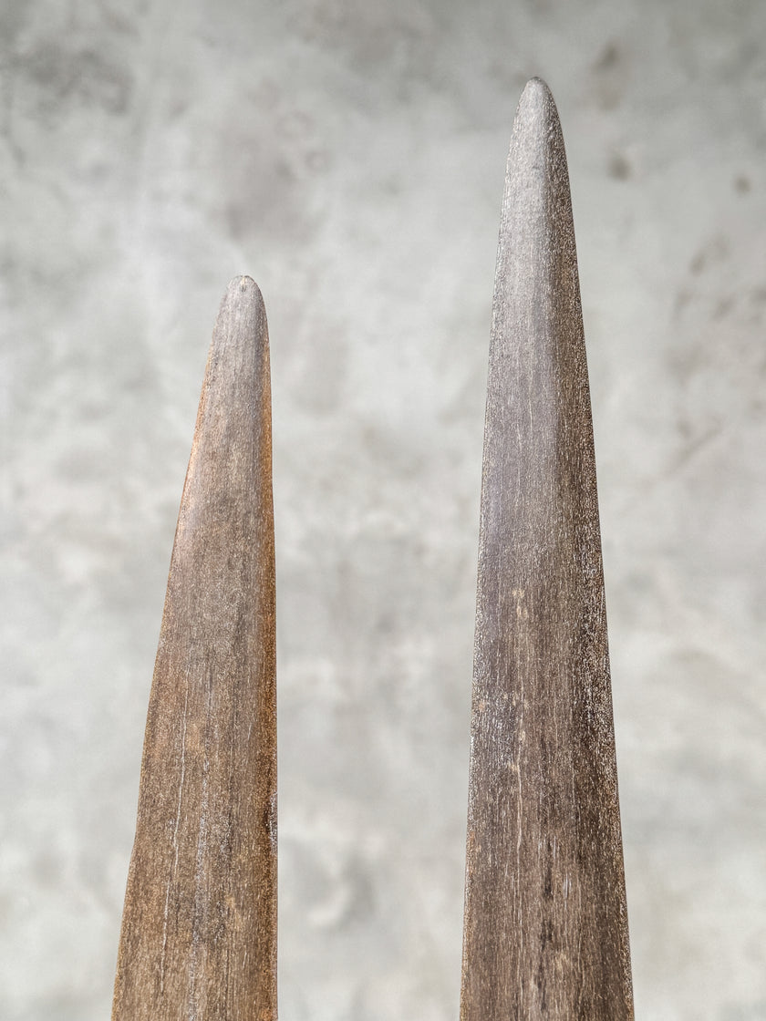 A Pair of Tusks on stand  | Tusk,A/045