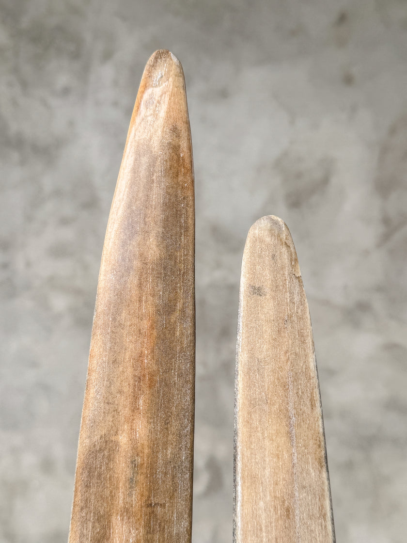 A Pair of Tusks on stand  | Tusk,A/056