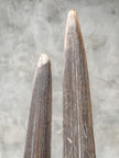 Natural Tusks on Stand – Rustic Tribal Decor – Organic Home Accent – Earthy home interiors - Set of 2 - Tusk,A/056