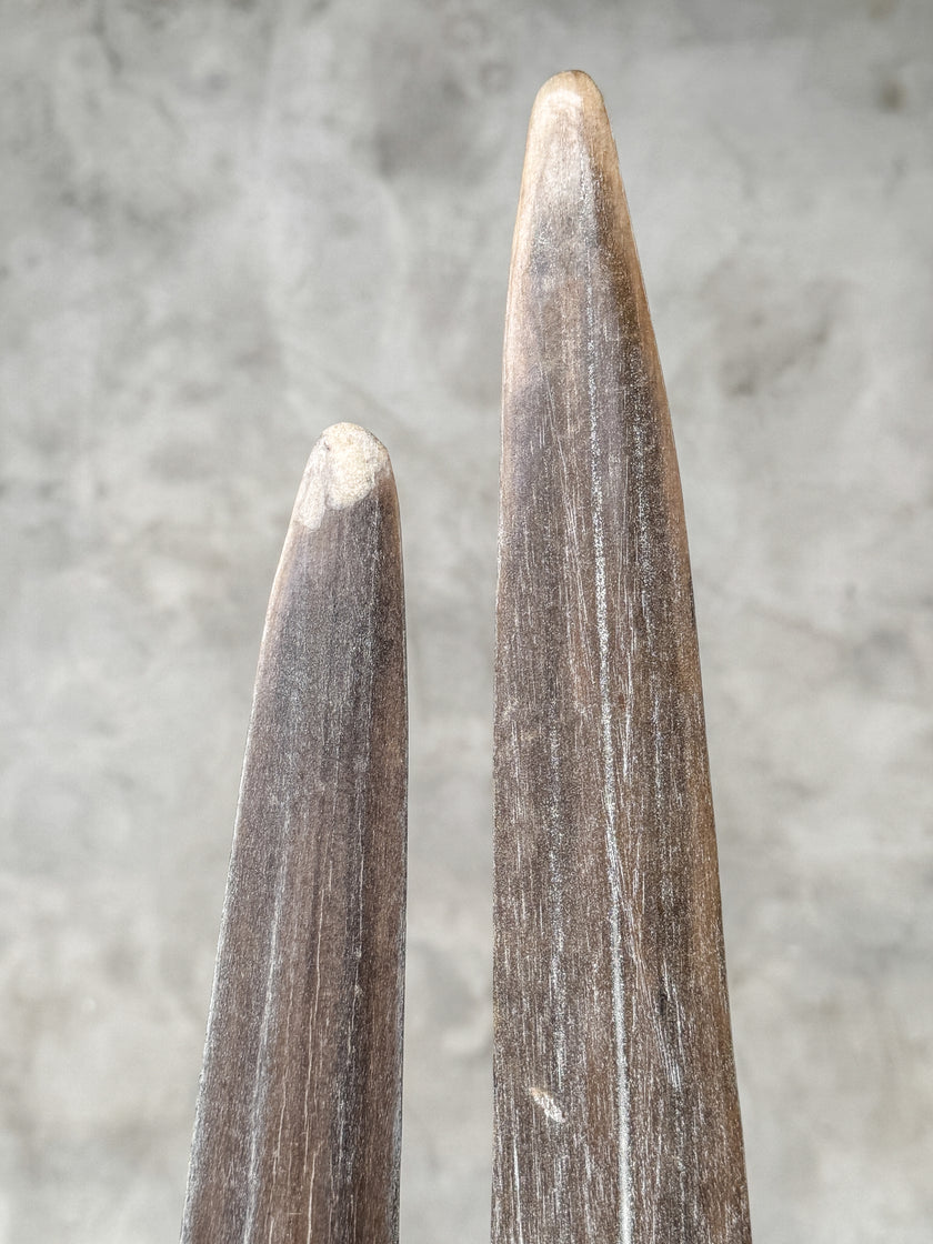 A Pair of Tusks on stand  | Tusk,A/056