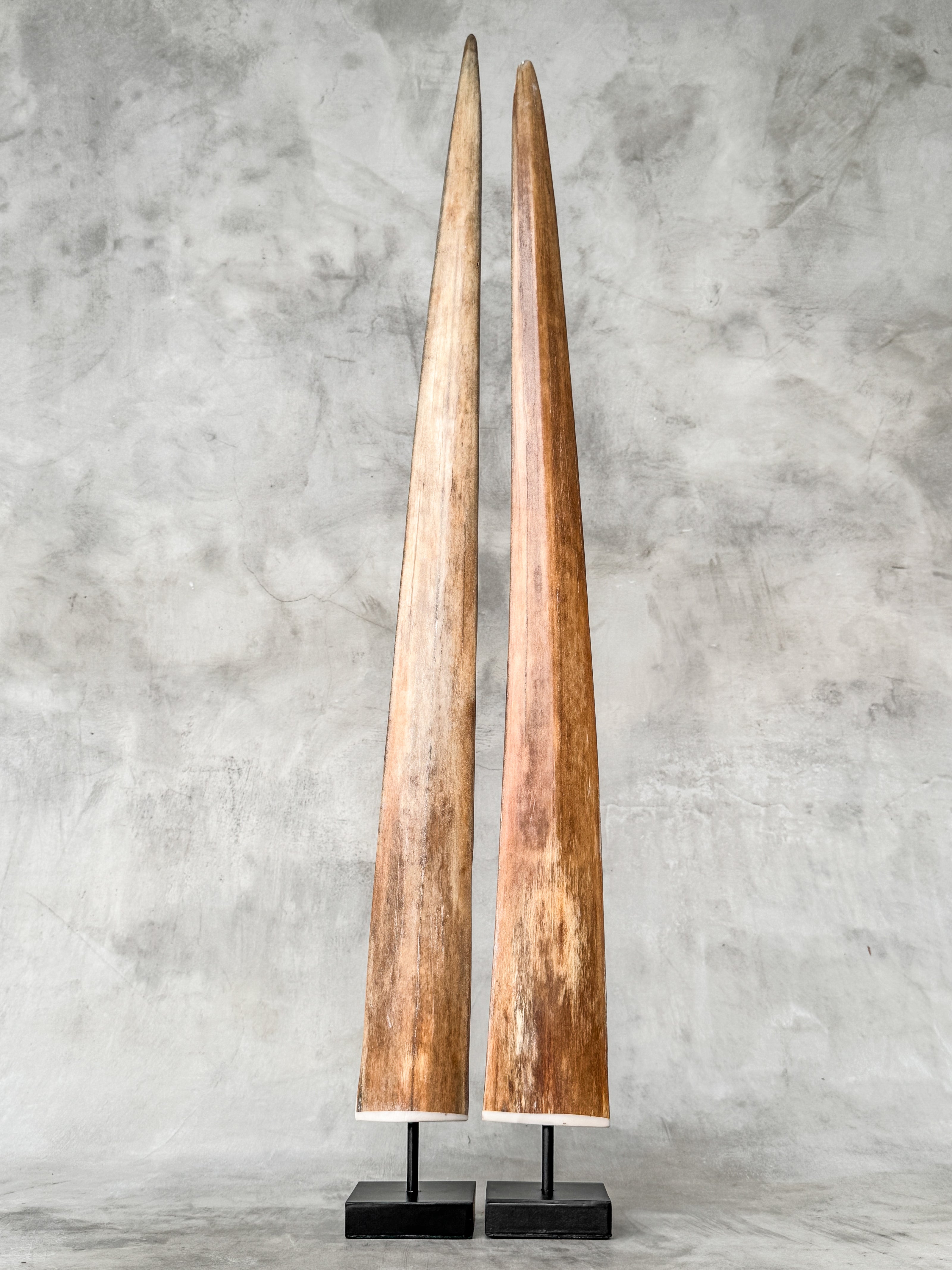 Pair of Natural Tusks on Stands – Organic Coastal Sculptures | Rustic Modern Home Accent | Sleek Earth-Inspired Display Pieces - Tusk,A/055