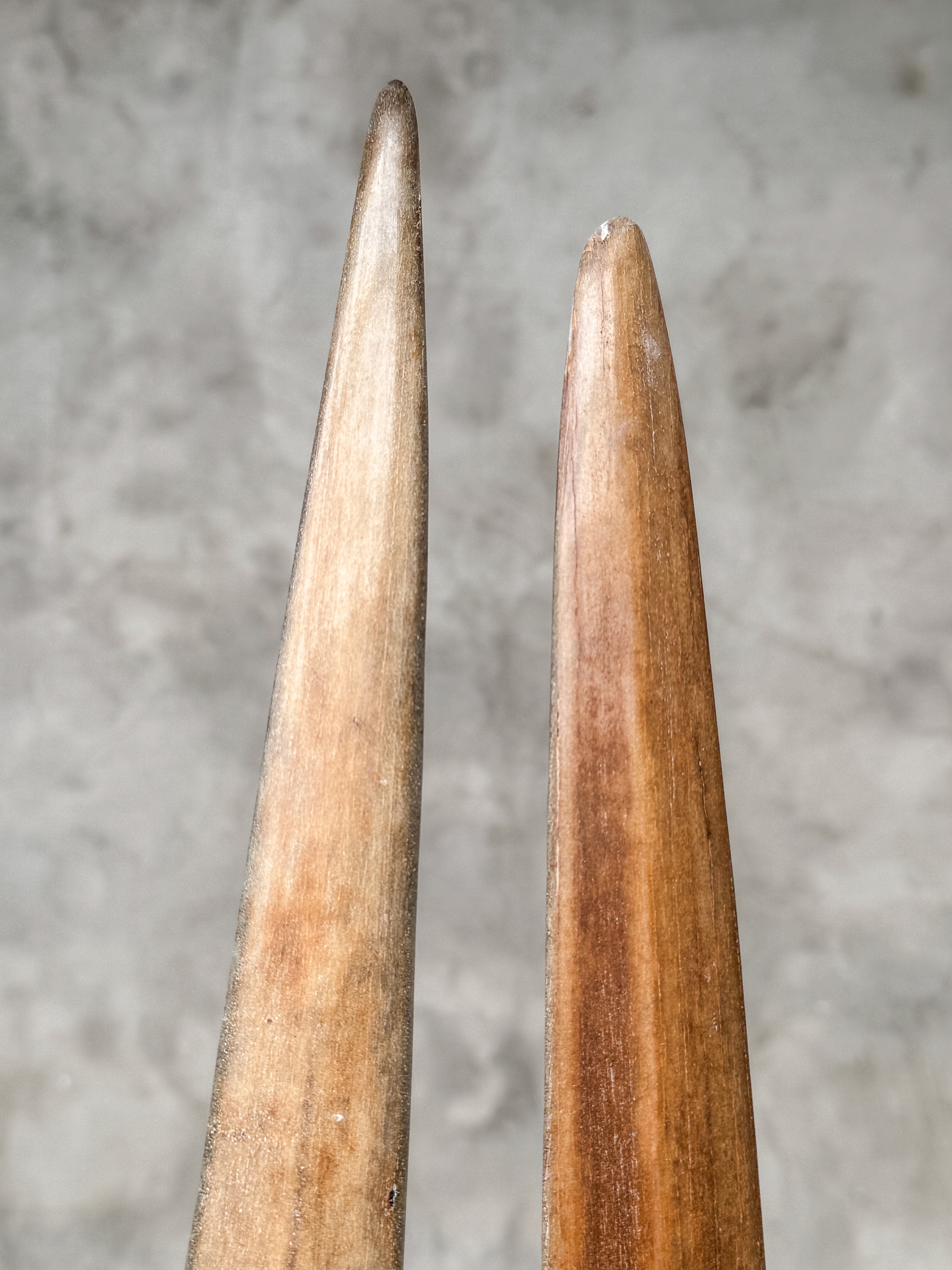 Pair of Natural Tusks on Stands – Organic Coastal Sculptures | Rustic Modern Home Accent | Sleek Earth-Inspired Display Pieces - Tusk,A/055