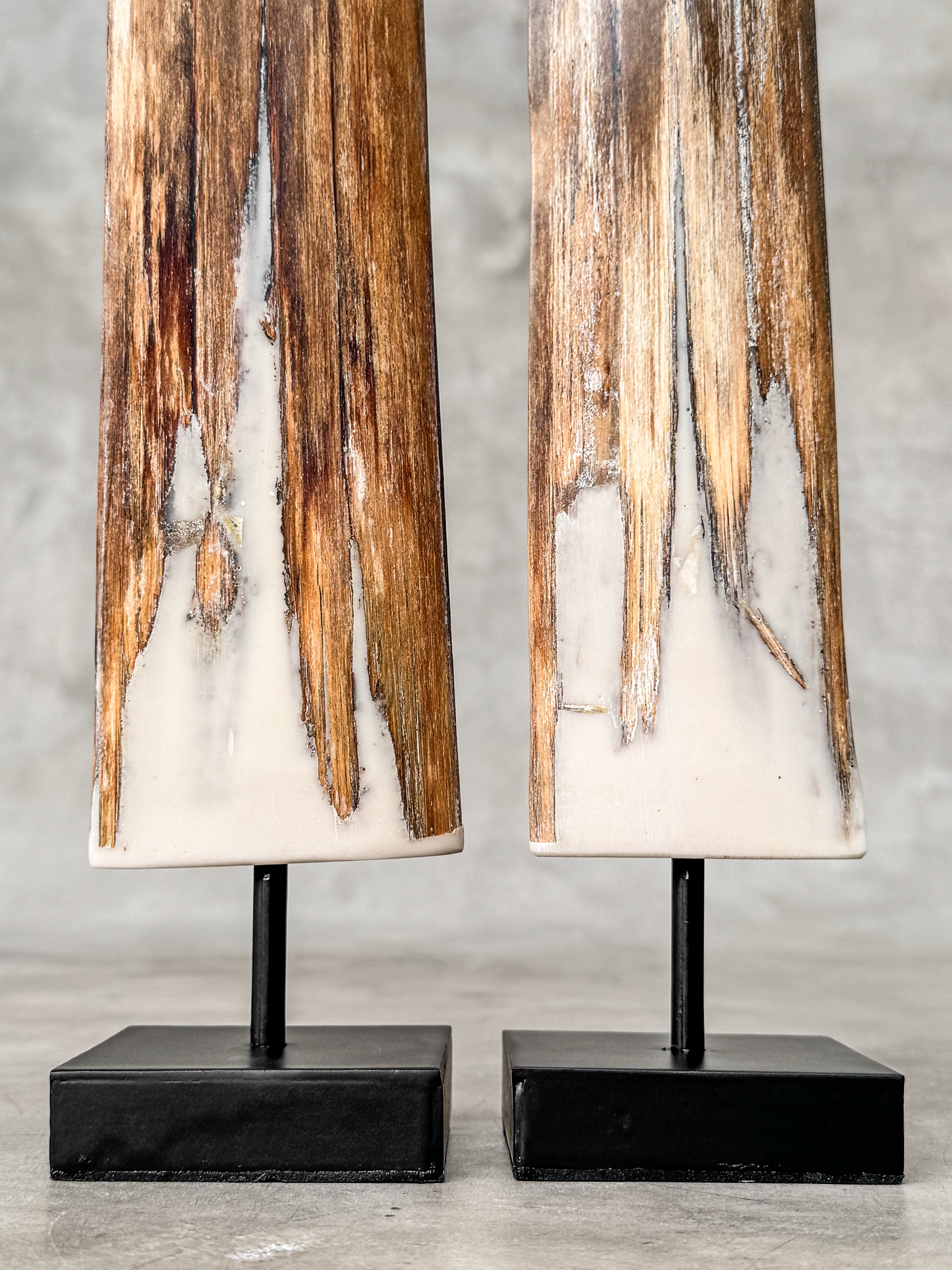 Pair of Natural Tusks on Stands – Organic Coastal Sculptures | Rustic Modern Home Accent | Sleek Earth-Inspired Display Pieces - Tusk,A/055