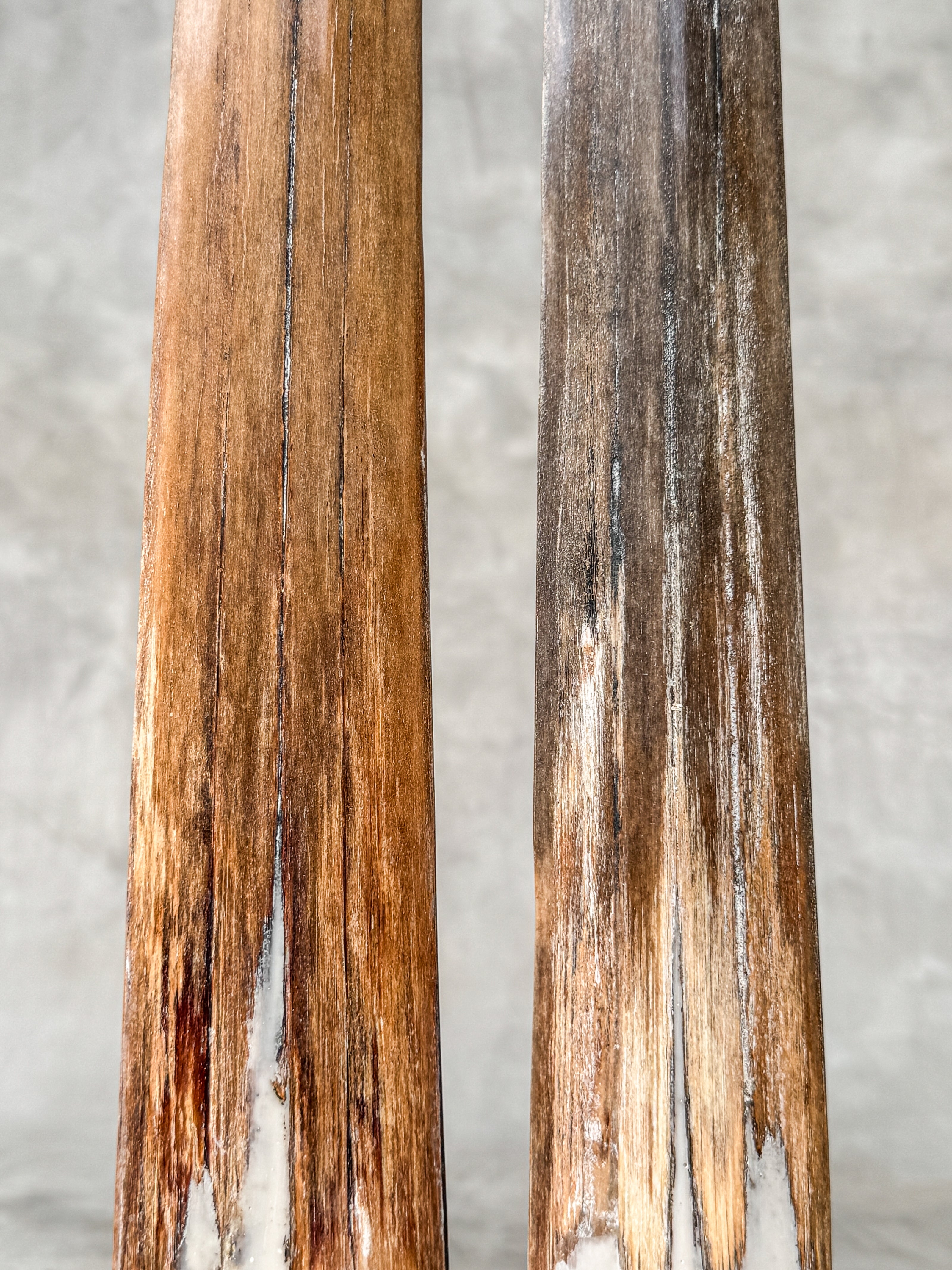 Pair of Natural Tusks on Stands – Organic Coastal Sculptures | Rustic Modern Home Accent | Sleek Earth-Inspired Display Pieces - Tusk,A/055