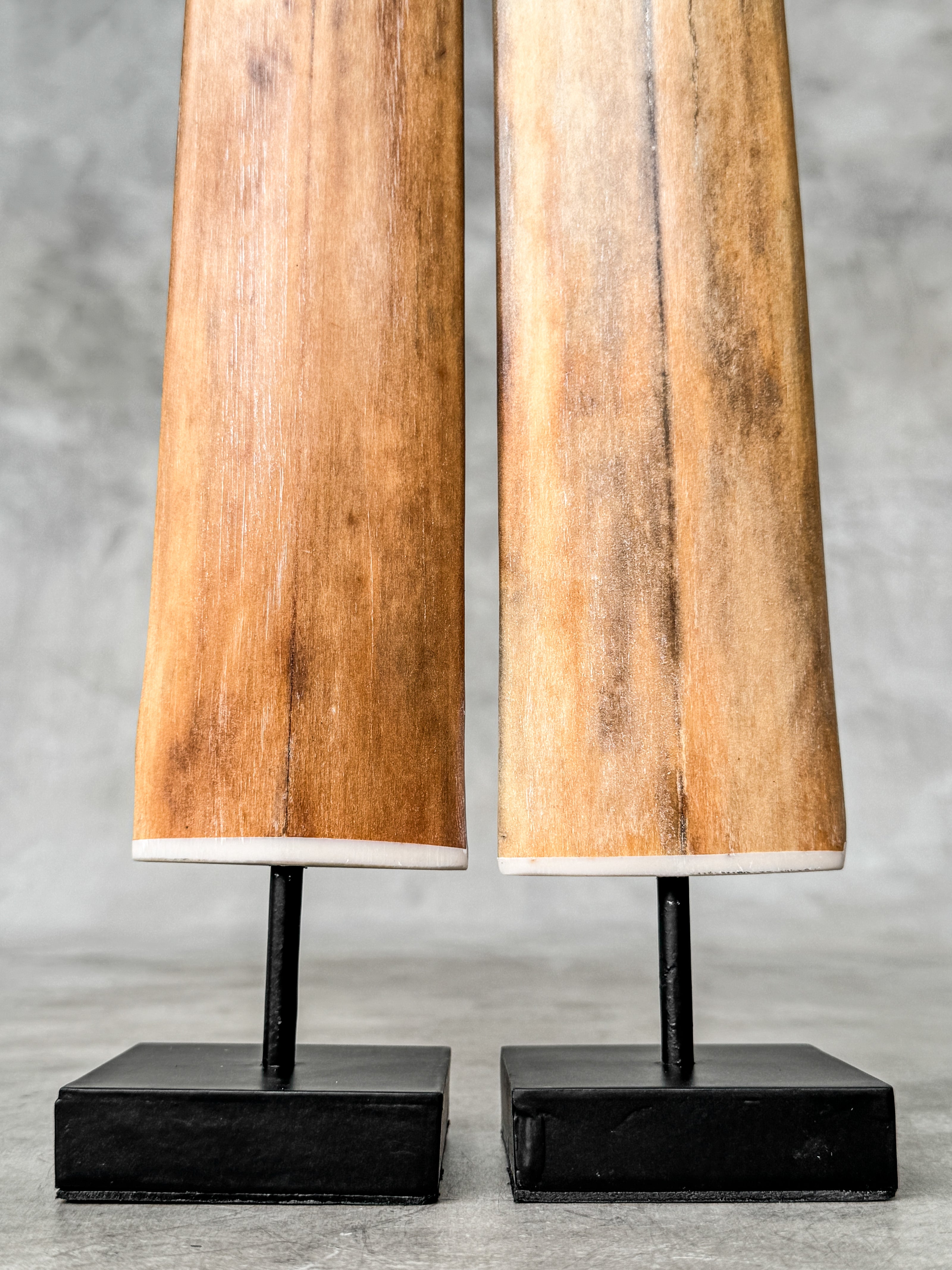Pair of Natural Tusks on Stand – Rustic Bone Sculpture, Tribal-Inspired Home Accent - Tusk,A/051