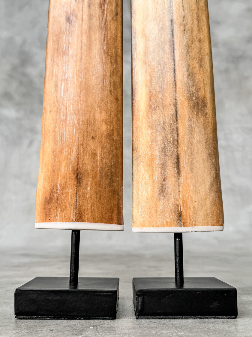 A Pair of Tusks on stand  | Tusk,A/051