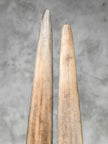 Pair of Natural Tusks on Stand – Rustic Bone Sculpture, Tribal-Inspired Home Accent - Tusk,A/051
