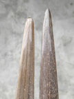 Pair of Natural Tusks on Stand – Rustic Bone Sculpture, Tribal-Inspired Home Accent - Tusk,A/051