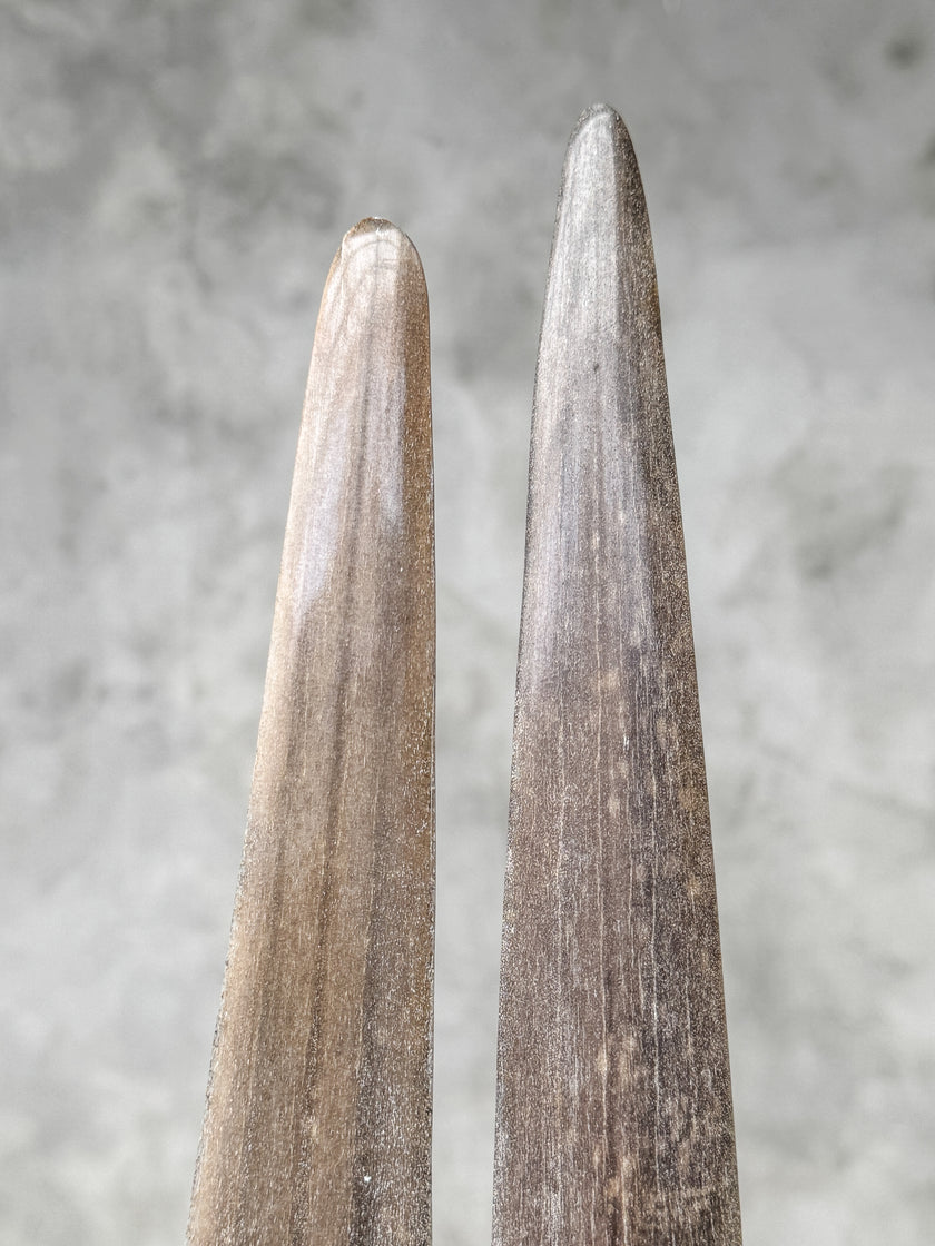 A Pair of Tusks on stand  | Tusk,A/051