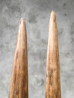 Pair of Natural Tusks on Stand – Tribal Bone Sculpture, Rustic Decor, Organic AccentTusk,A/044