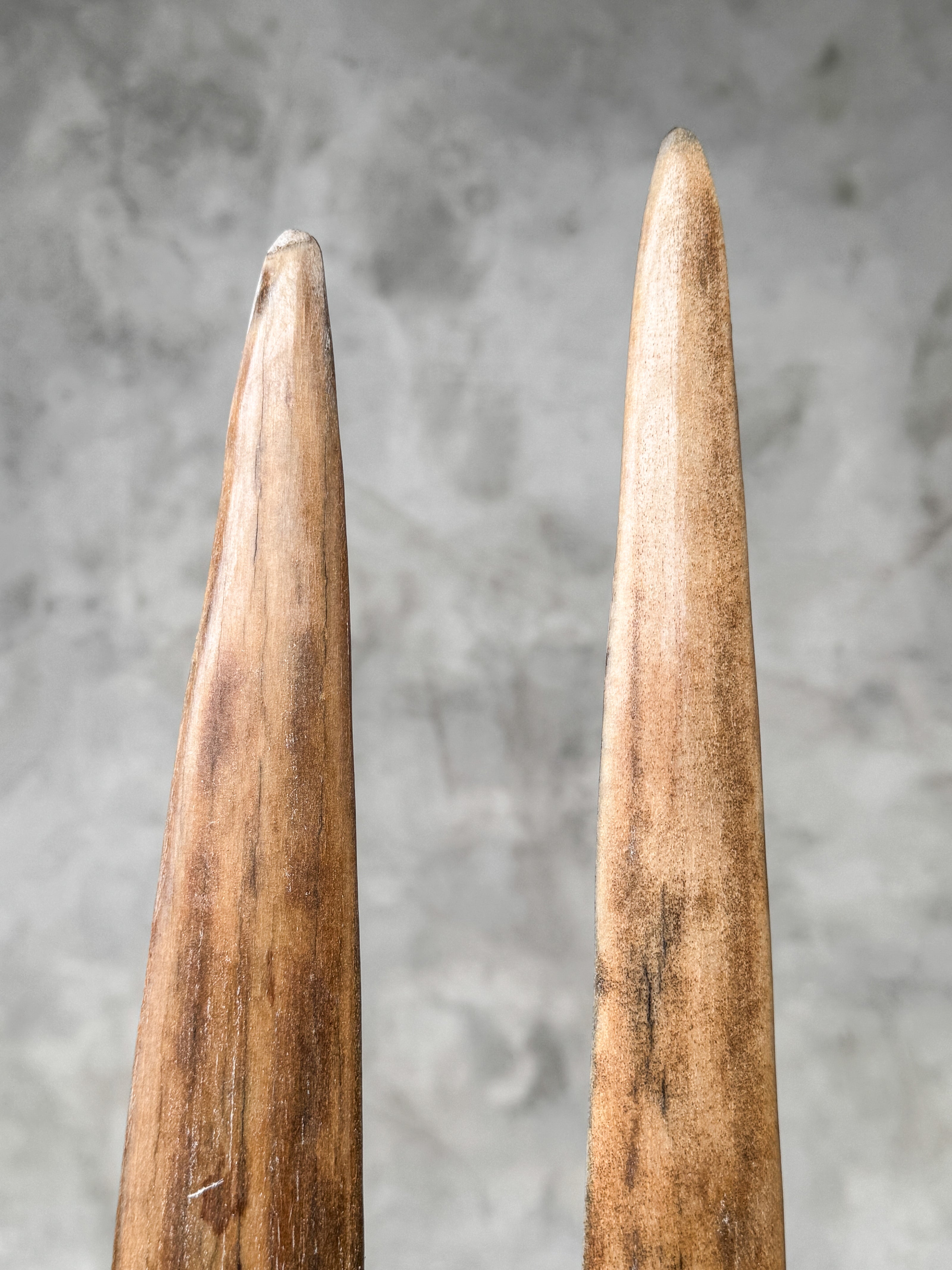 Pair of Natural Tusks on Stand – Tribal Bone Sculpture, Rustic Decor, Organic AccentTusk,A/044