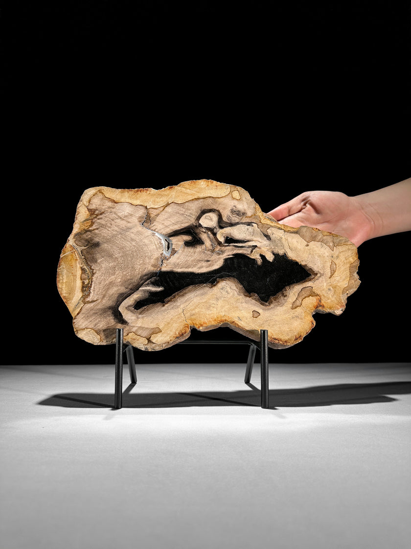 Beautiful Slice of Petrified Wood on stand - Z5/176