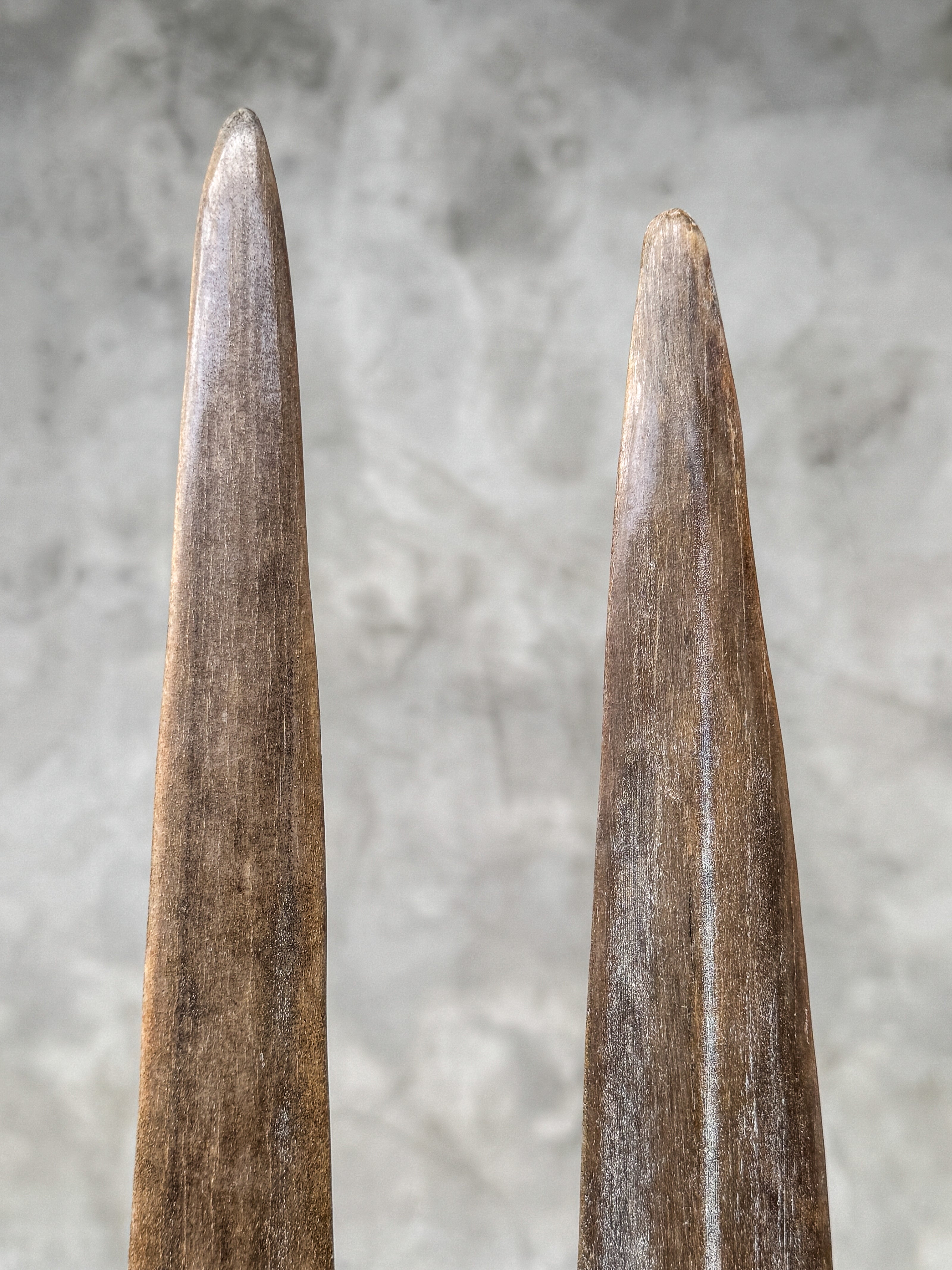 Pair of Natural Tusks on Stand – Tribal Bone Sculpture, Rustic Decor, Organic AccentTusk,A/044