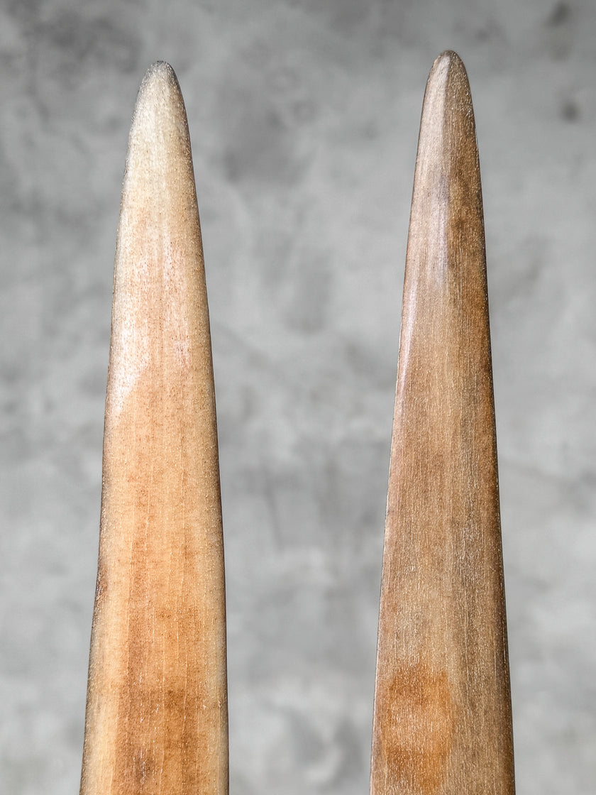 A Pair of Tusks on stand  | Tusk,A/050