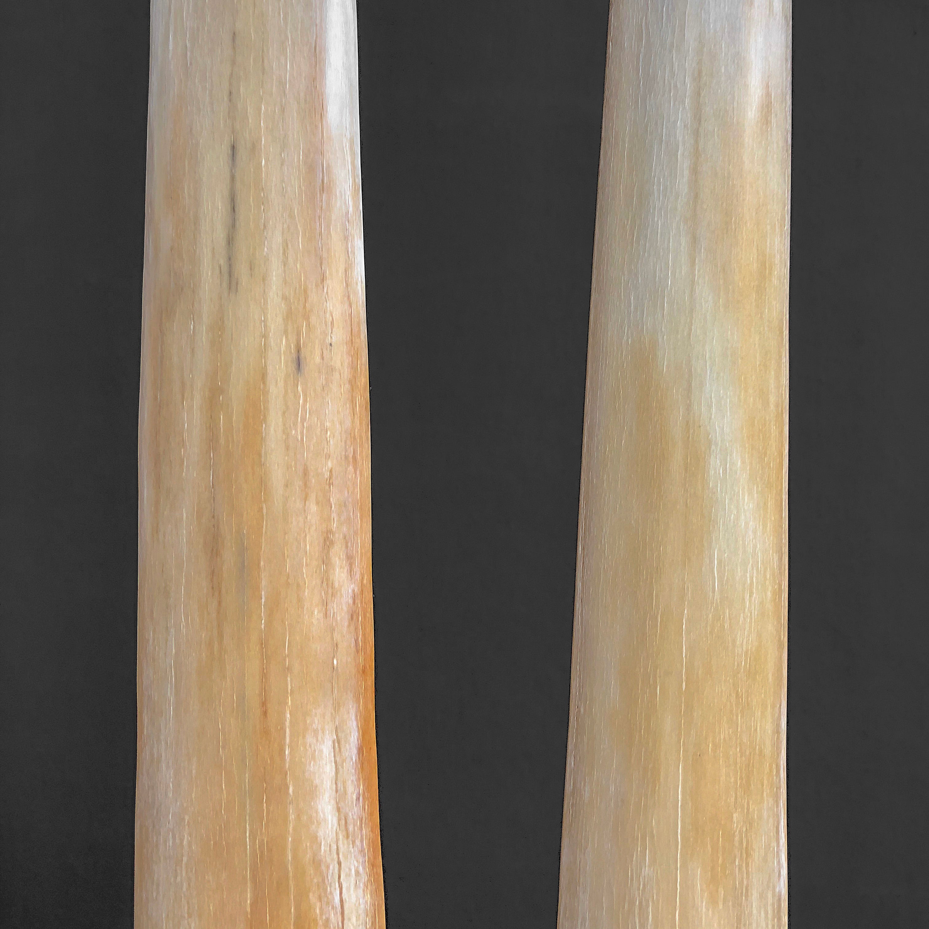 A Pair of Tusks on stand  21/EX/218: