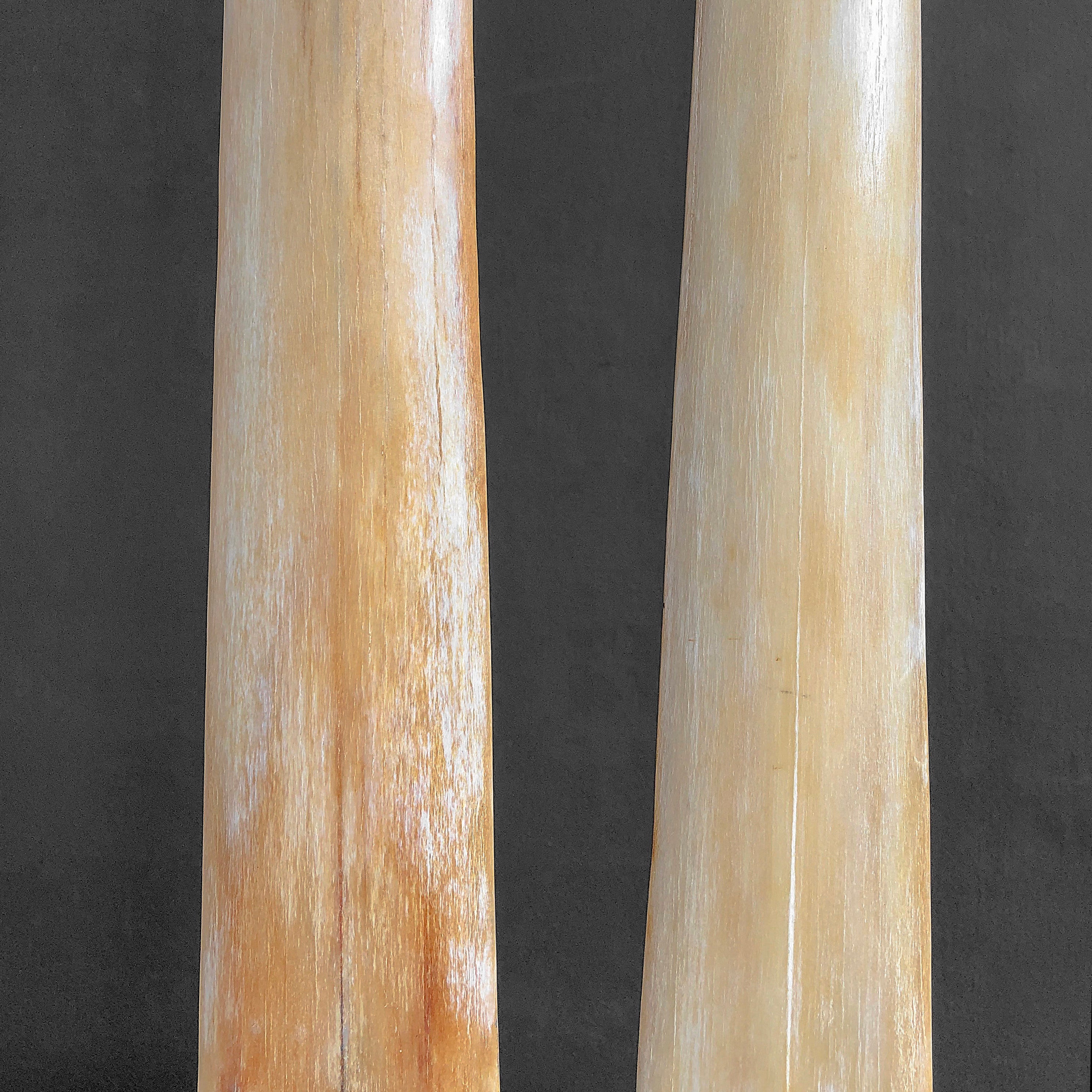 A Pair of Tusks on stand  21/EX/218: