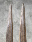 Pair of Natural Tusks on Stand – Rustic Bone Sculpture, Tribal-Inspired Decor, Earthy Accent - Tusk,A/050