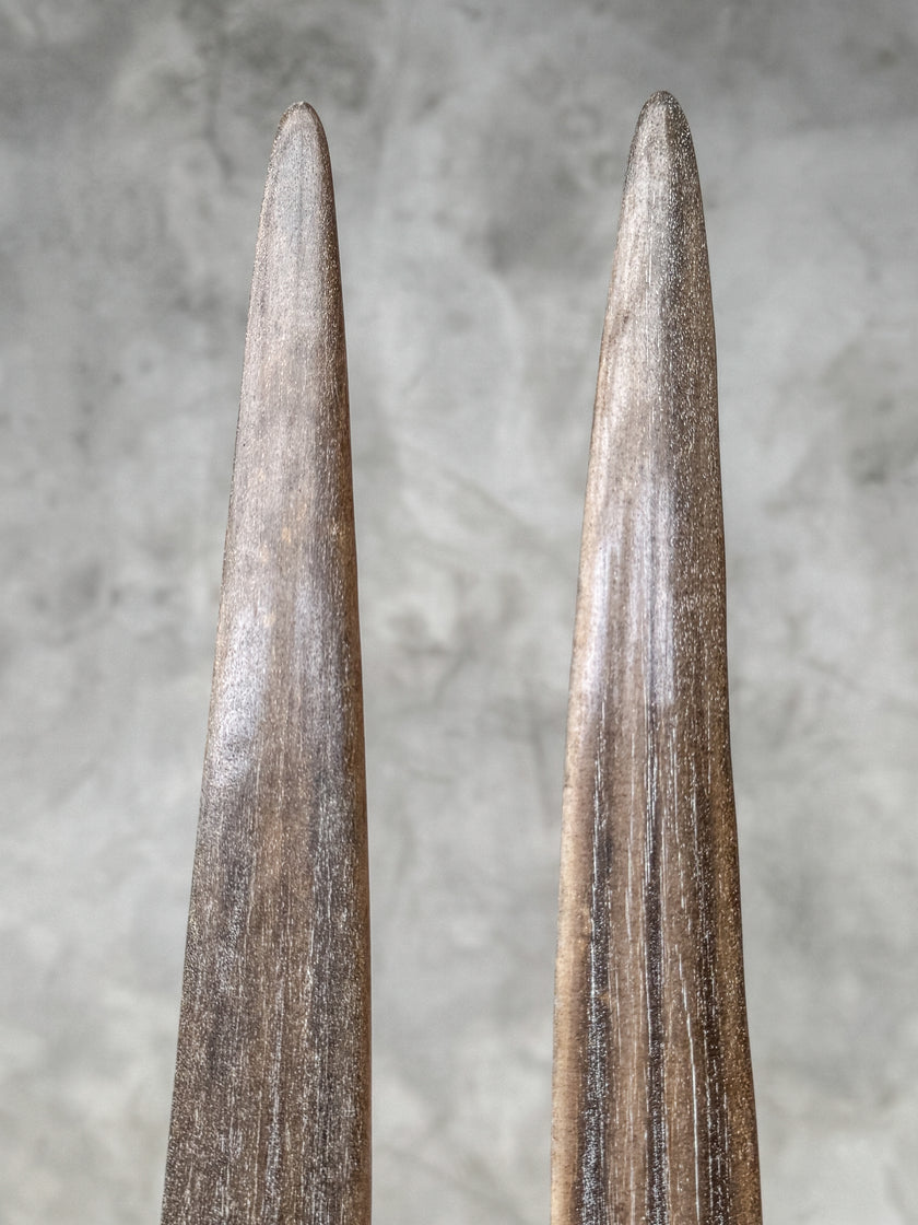 A Pair of Tusks on stand  | Tusk,A/050