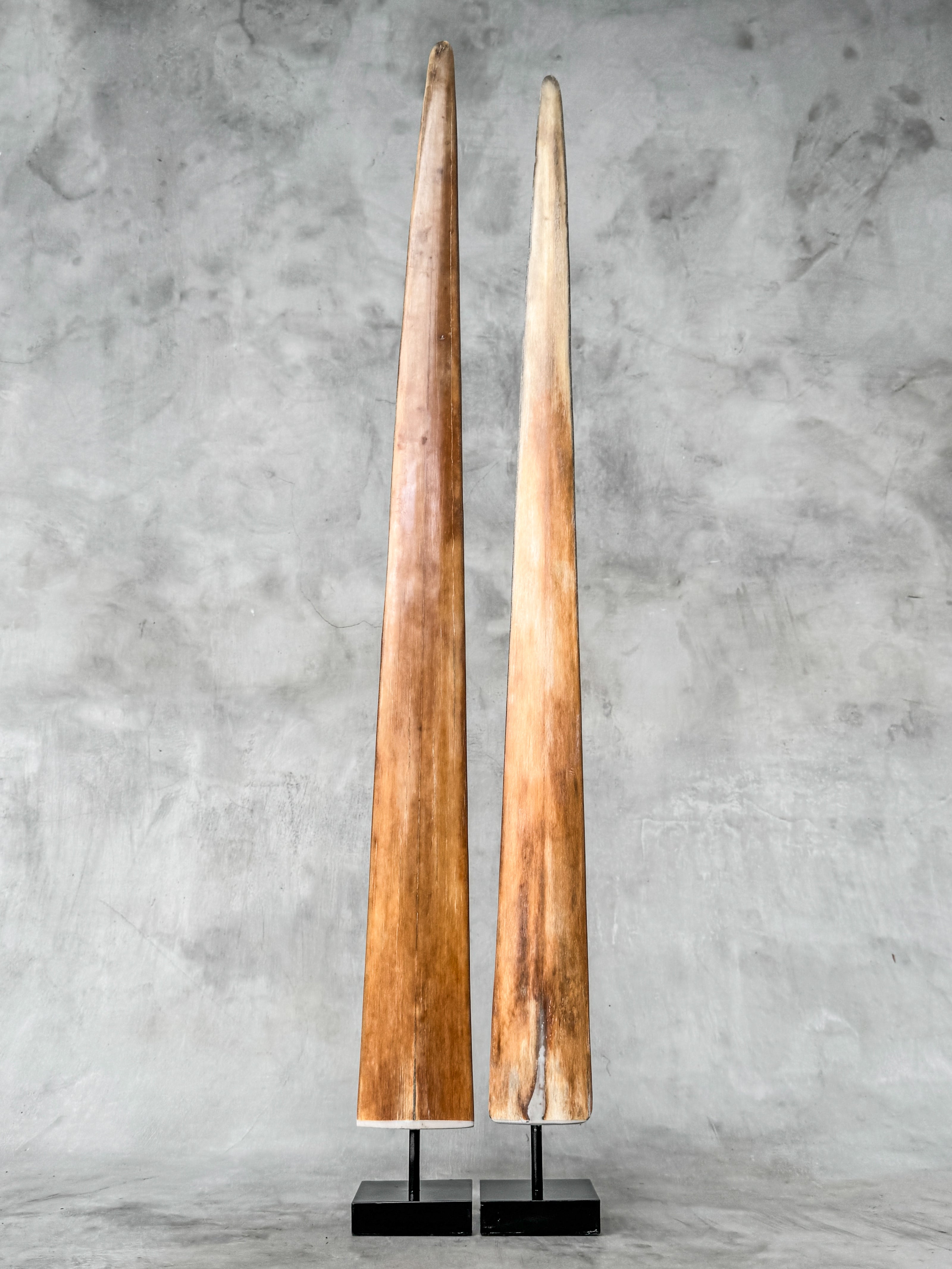 Pair of Natural Tusks on Stand – Rustic Bone Sculpture, Tribal-Inspired Decor, Organic Accent - Tusk,A/048