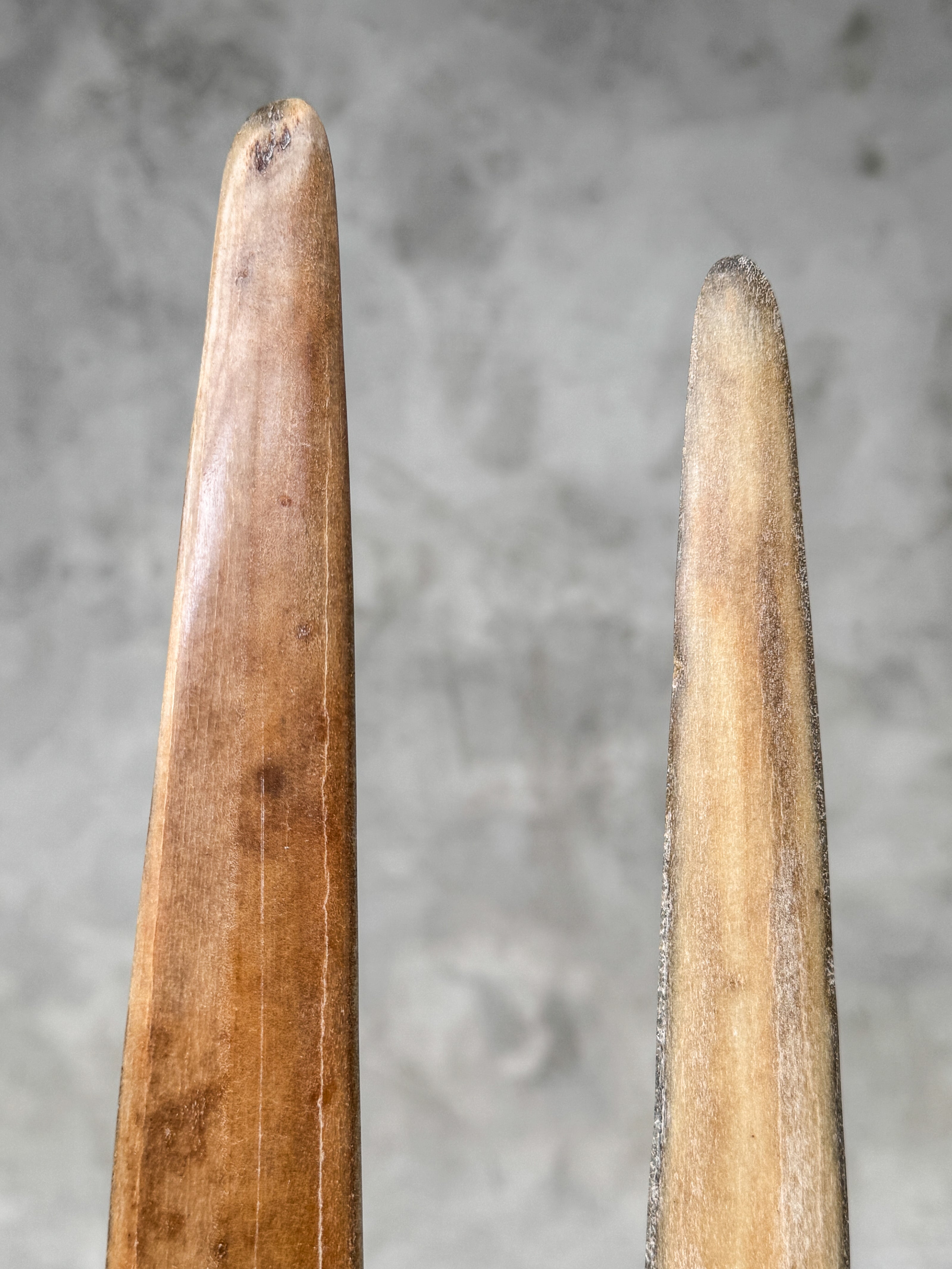 Pair of Natural Tusks on Stand – Rustic Bone Sculpture, Tribal-Inspired Decor, Organic Accent - Tusk,A/048