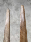 Pair of Natural Tusks on Stand – Rustic Bone Sculpture, Tribal-Inspired Decor, Organic Accent - Tusk,A/048
