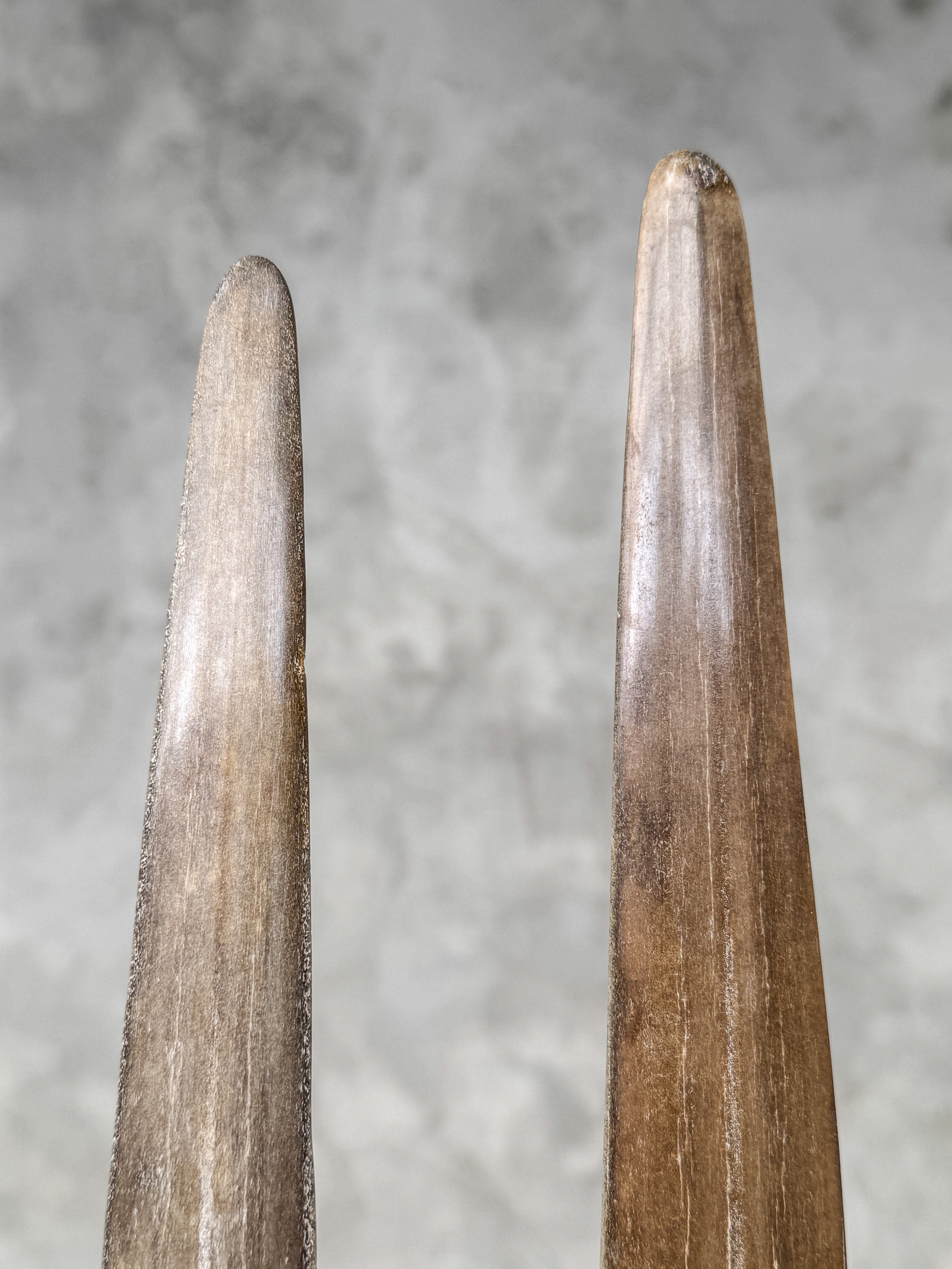 Pair of Natural Tusks on Stand – Rustic Bone Sculpture, Tribal-Inspired Decor, Organic Accent - Tusk,A/048