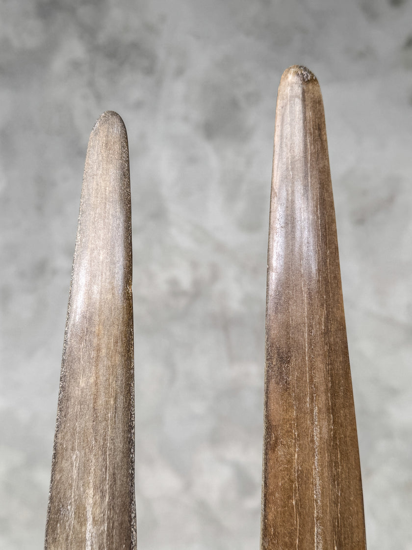 A Pair of Tusks on stand  | Tusk,A/048