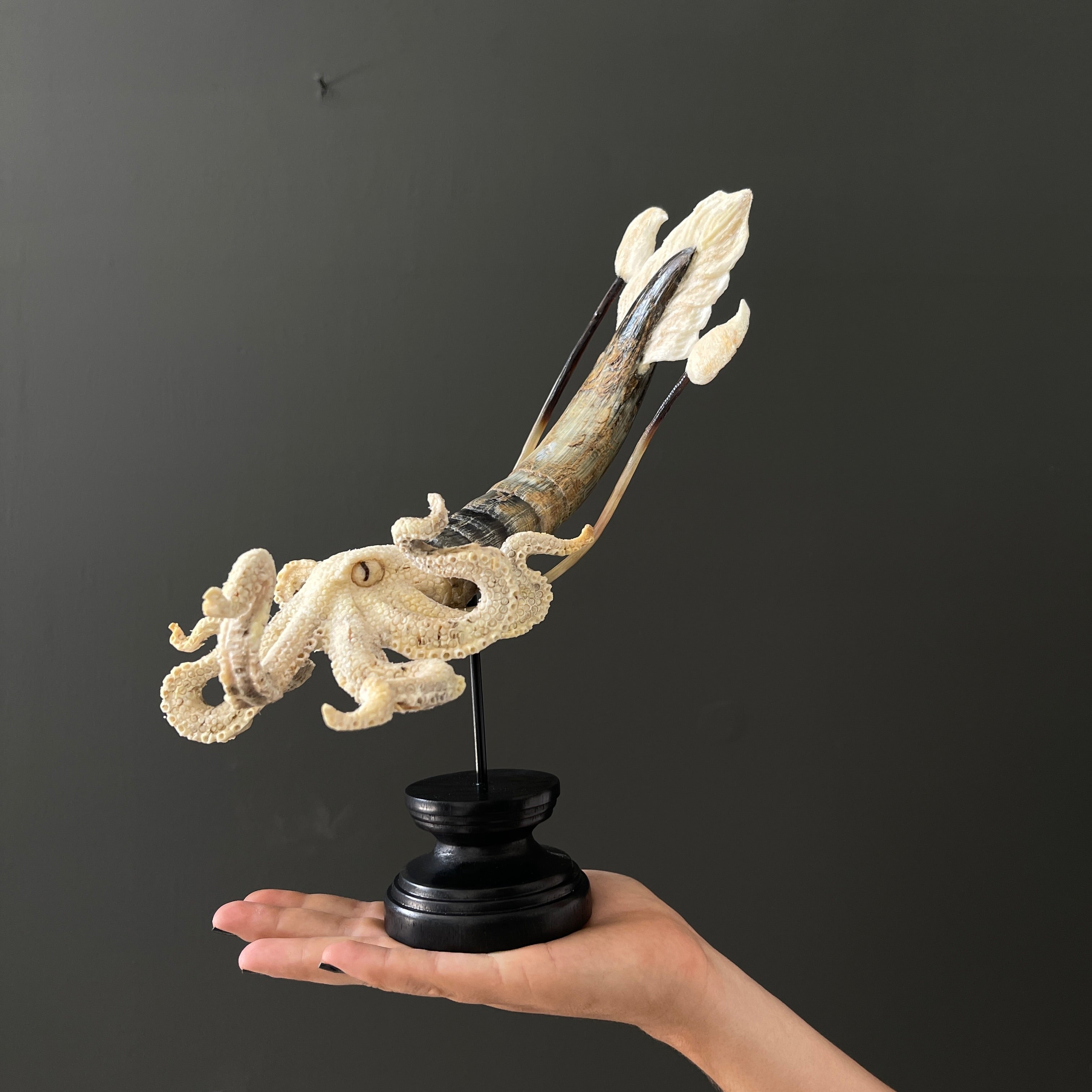 A Stunning Hand Carved Octopus With Horn on a Stand - 22/EX/466