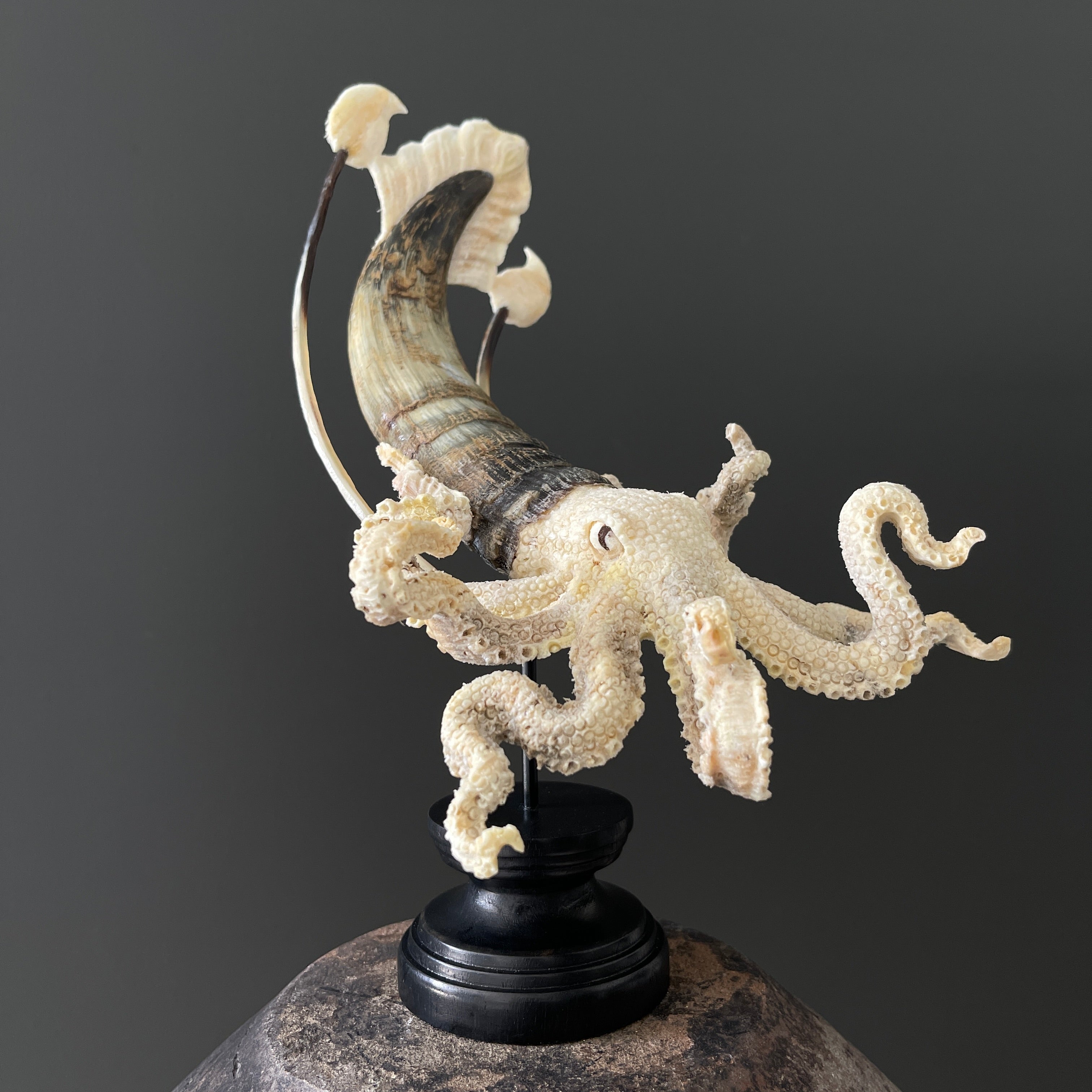 A Stunning Hand Carved Octopus With Horn on a Stand - 22/EX/466